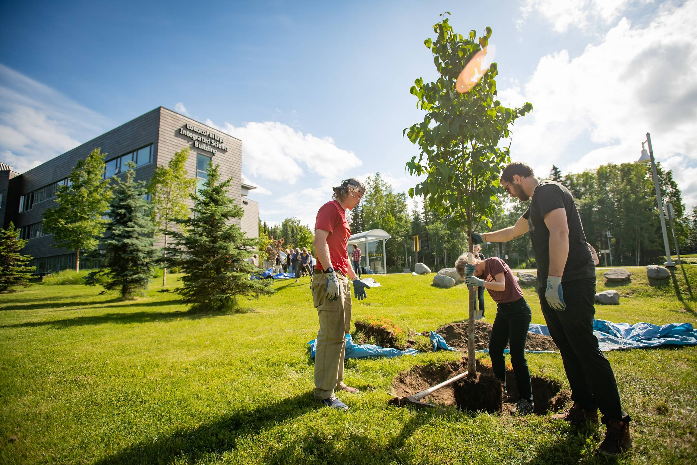 Students planting a tree in a sunny field