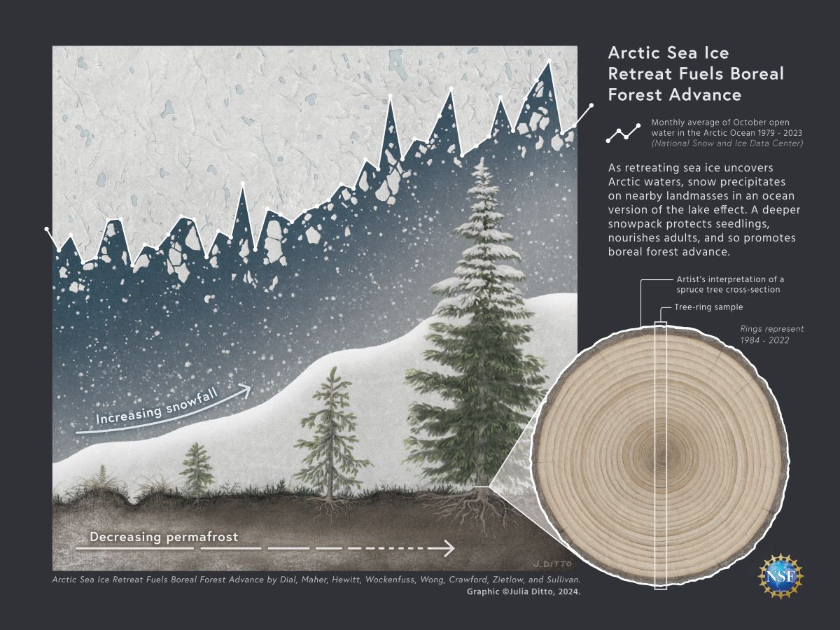 A graphic from the presentation on how Arctic Sea Ice Retreat Fuels Boreal Forest Advance